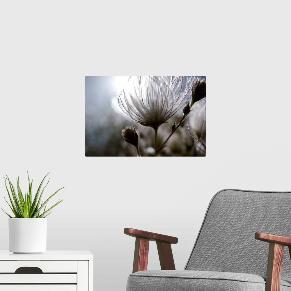A modern room featuring Extreme Close-Up Of Fuzzy White Flower