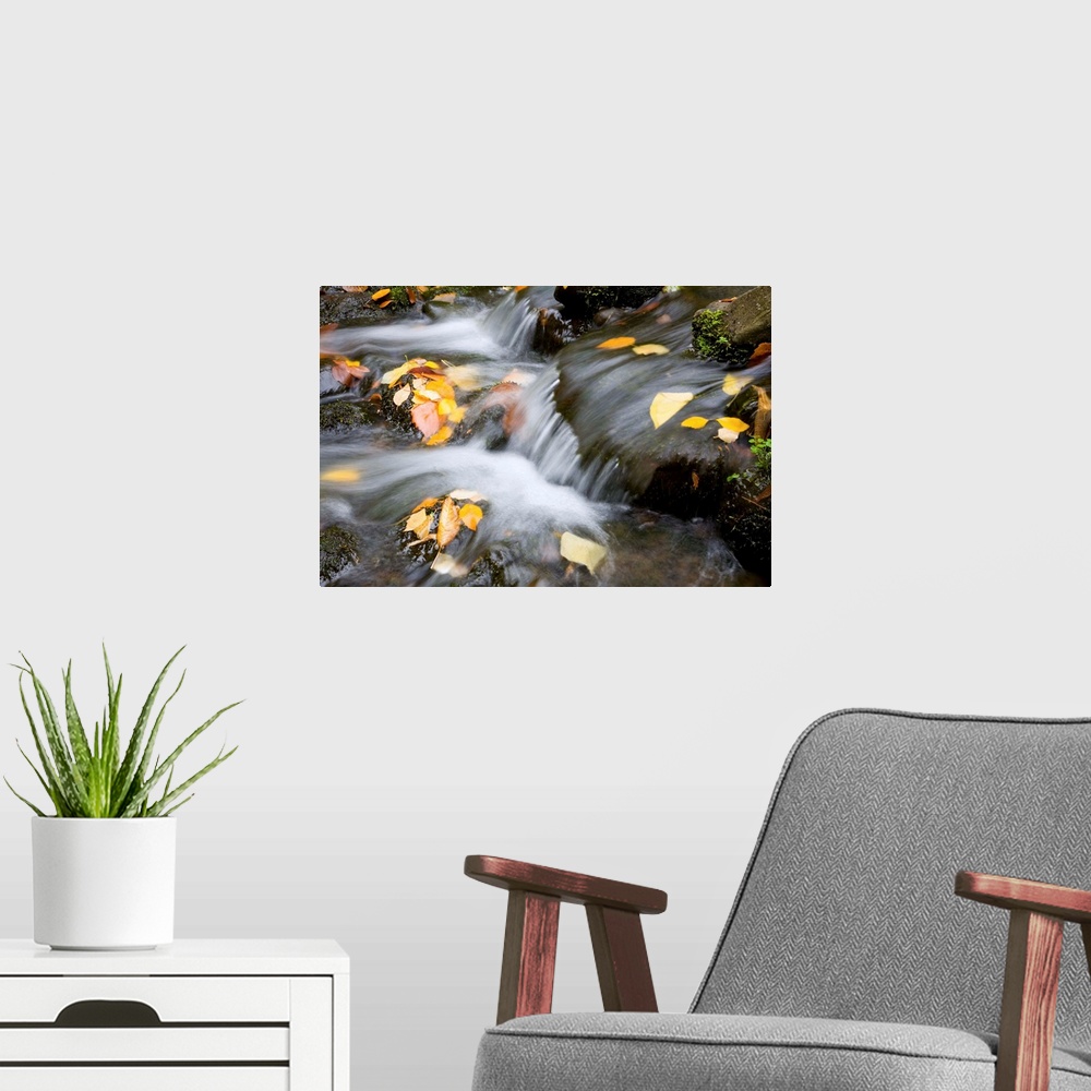 A modern room featuring Fall Leaves In Rushing Water