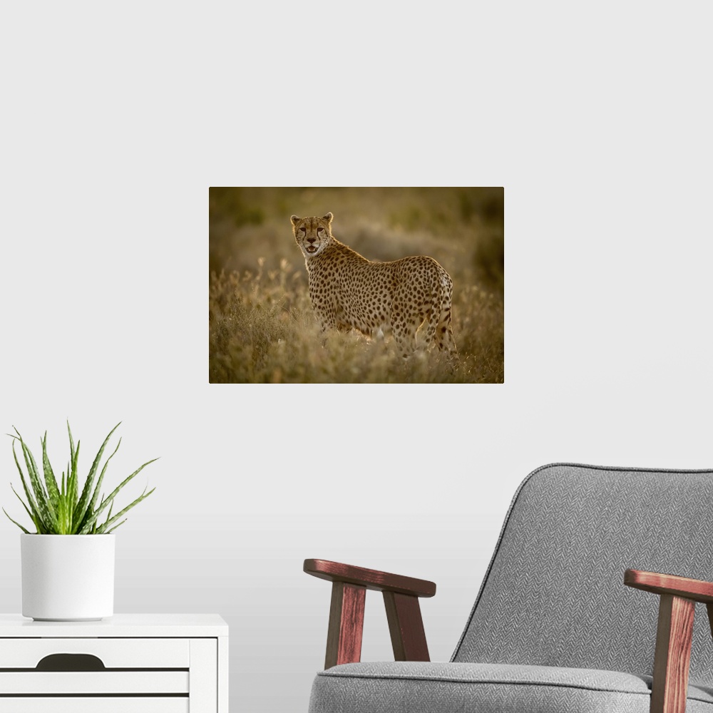 A modern room featuring Female cheetah (acinonyx jubatu) stands in grass watching camera, Serengeti national park, Tanzania.