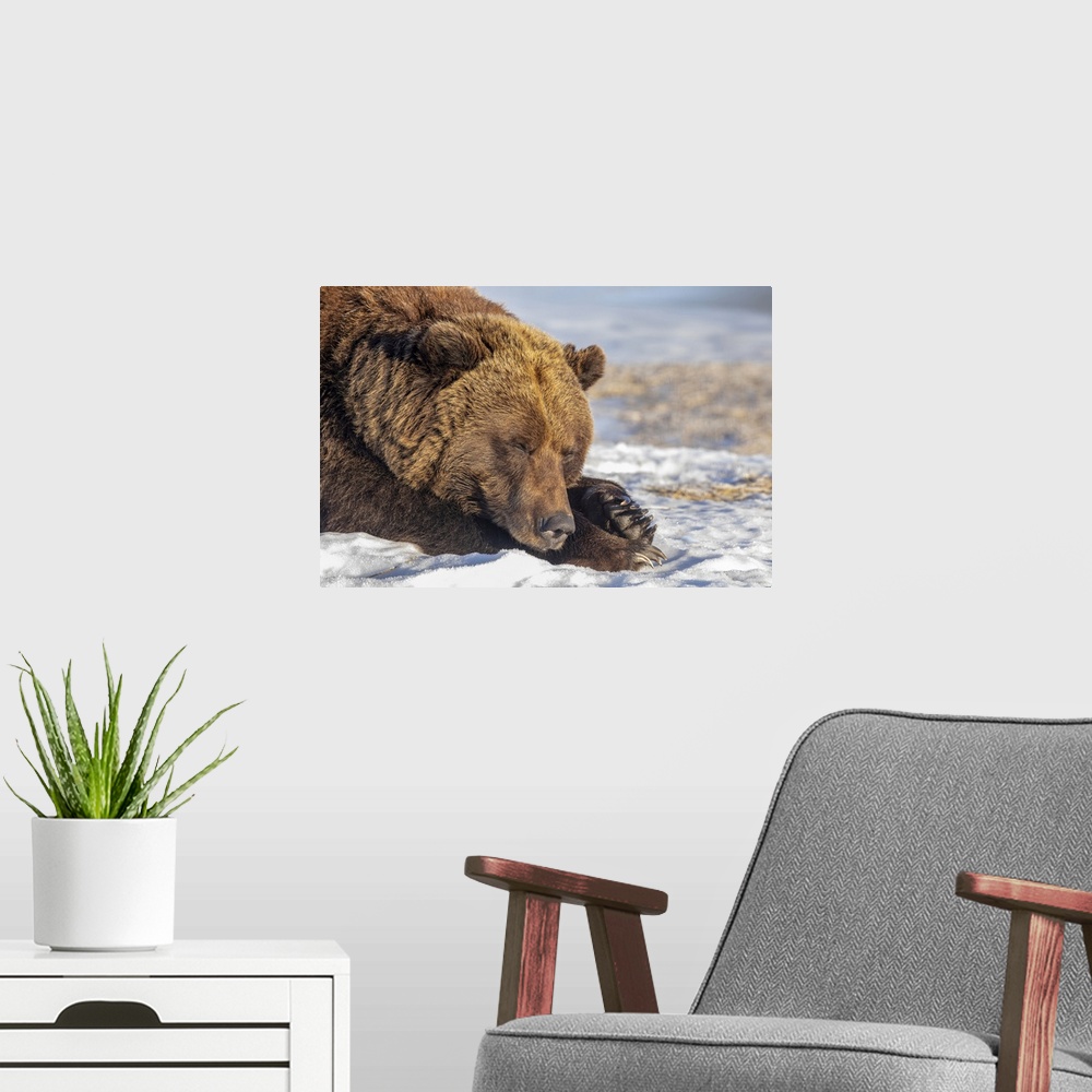 A modern room featuring Female Grizzly bear (Ursus arctic sp.) resting in the snow, Alaska Wildlife Conservation Center, ...