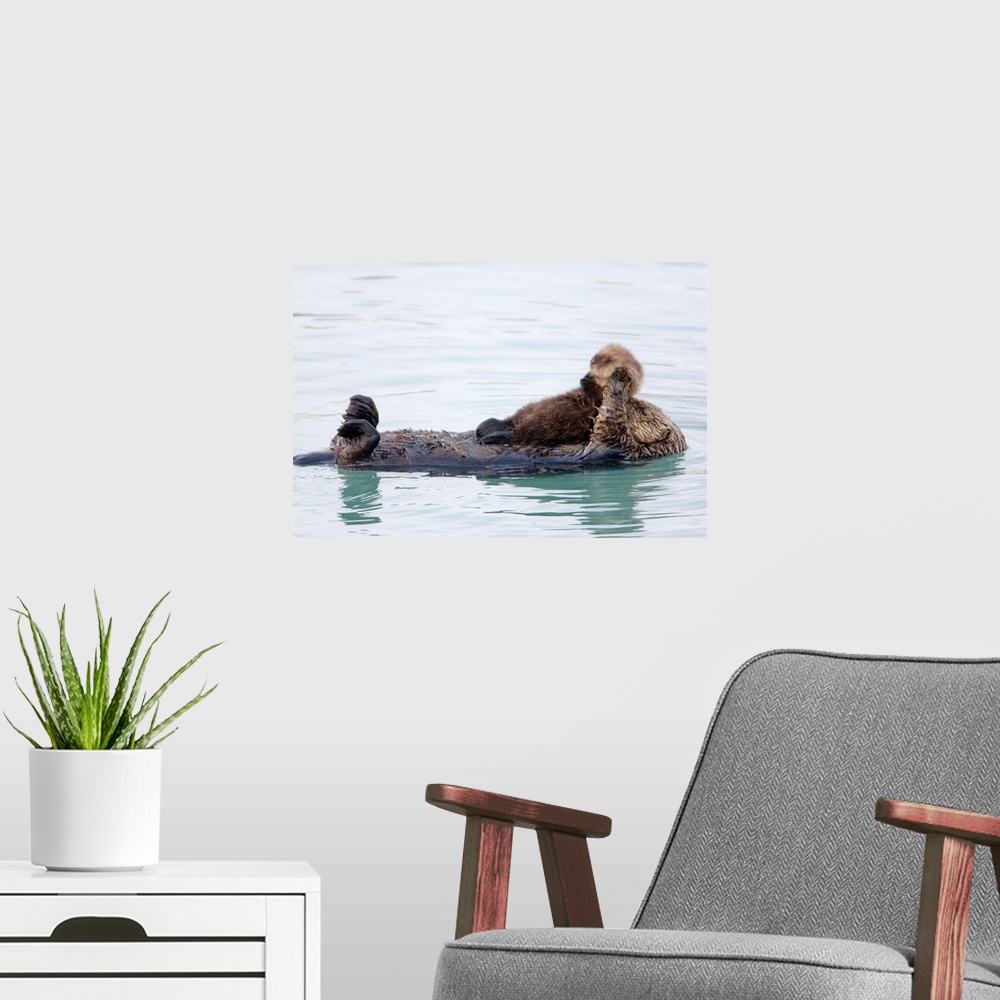 A modern room featuring Female Sea Otter Holds Newborn Pup While Floating In Prince William Sound, Alaska