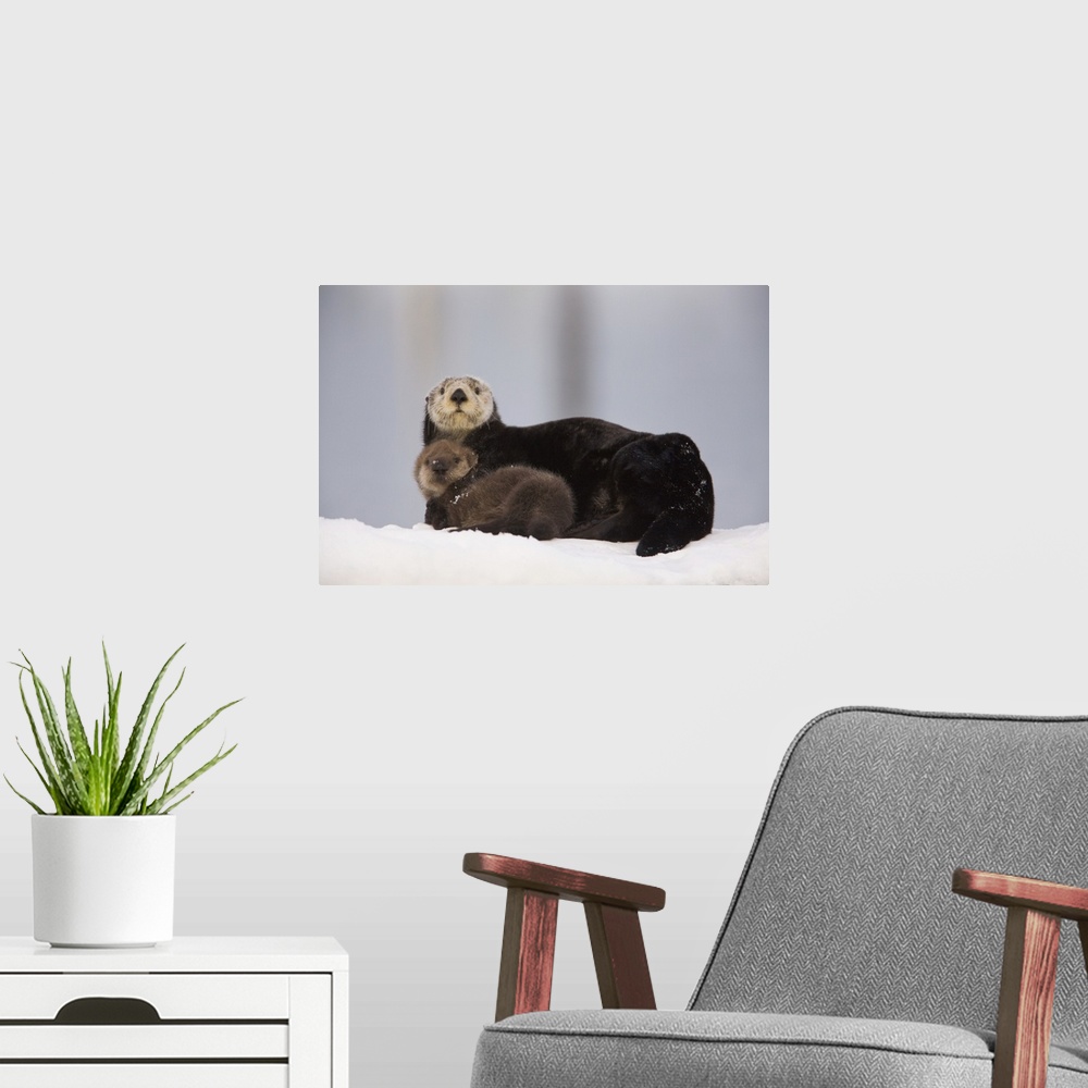 A modern room featuring Female Sea Otter On A Snow Mound With Newborn Pup, Prince William Sound, Alaska