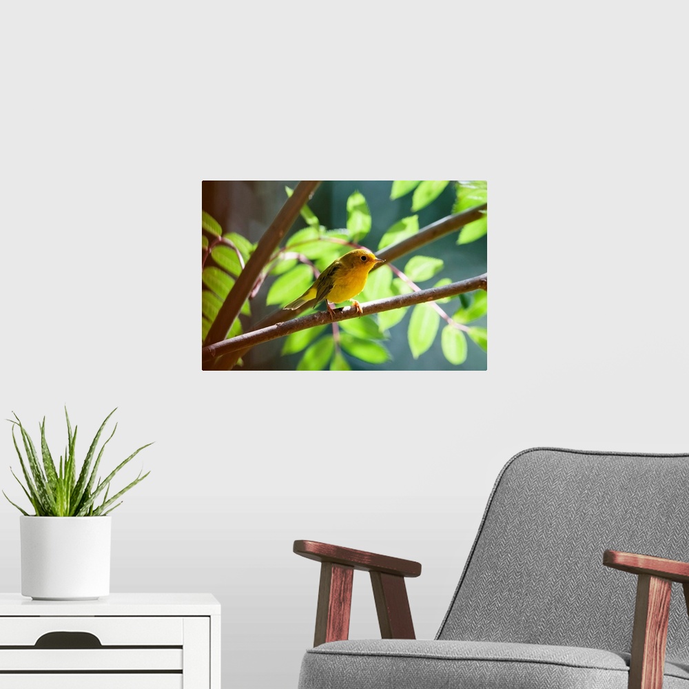 A modern room featuring Female Wilson's Warbler Perched On Mountain Ash Branch, Fairbanks, Alaska