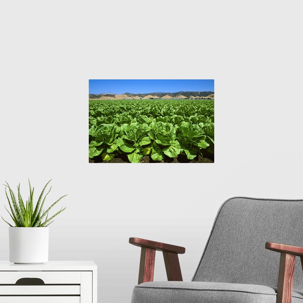 A modern room featuring Field of Romaine lettuce in midsummer