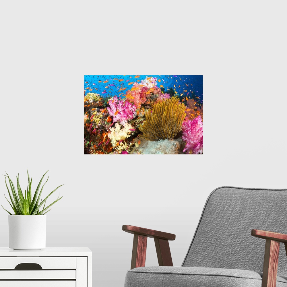 A modern room featuring Fiji, Alconarian Coral And A Crinoid Along With Schooling Anthias