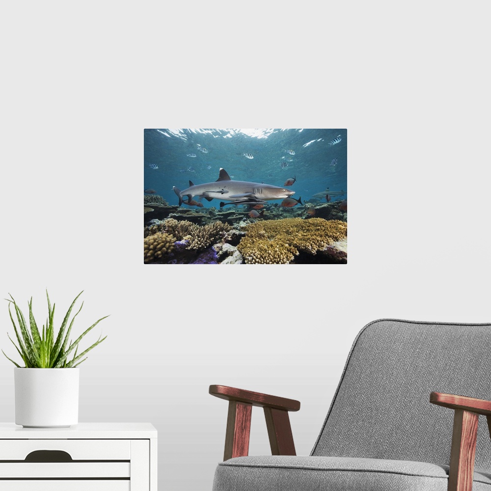 A modern room featuring Fiji, Beqa Lagoon, Whitetip Reef Shark (Triaenodon Obesus)