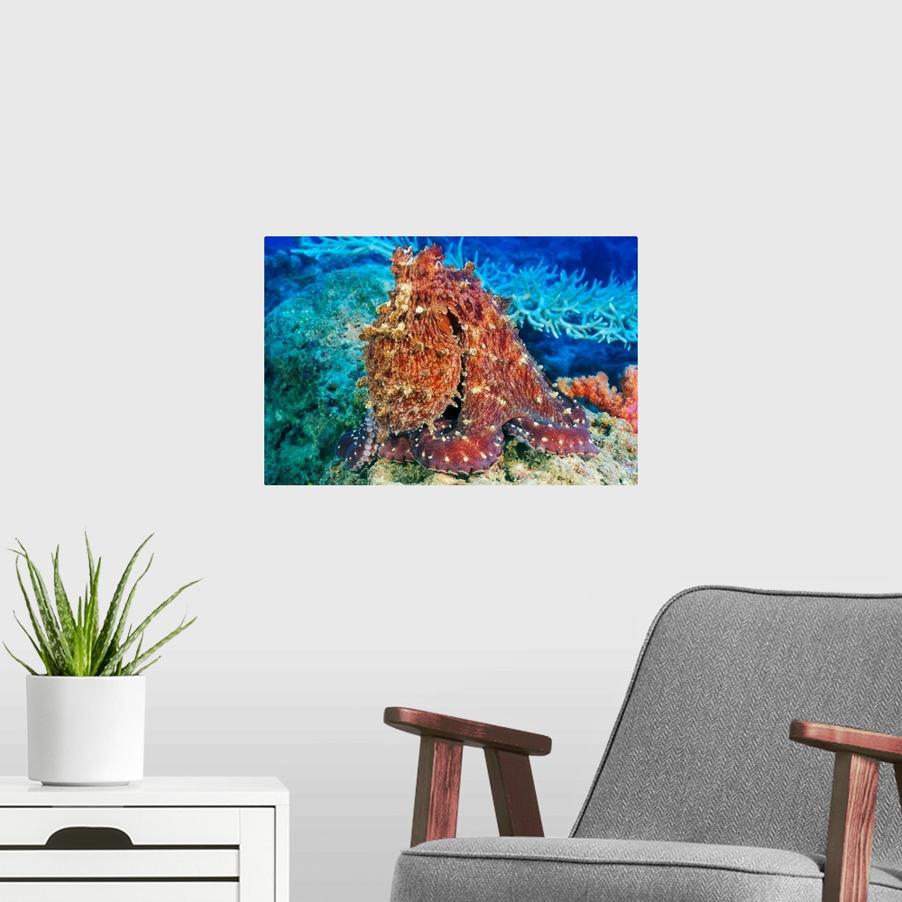 A modern room featuring Fiji, Day Octopus (Octopus Cyanea) With Textured Body On Coral