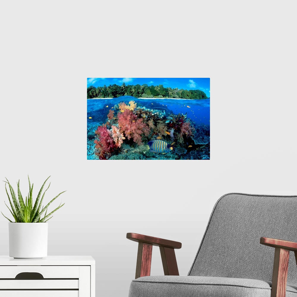 A modern room featuring Fiji, Reef With Angelfish (Pygoplites Diacanthus)
