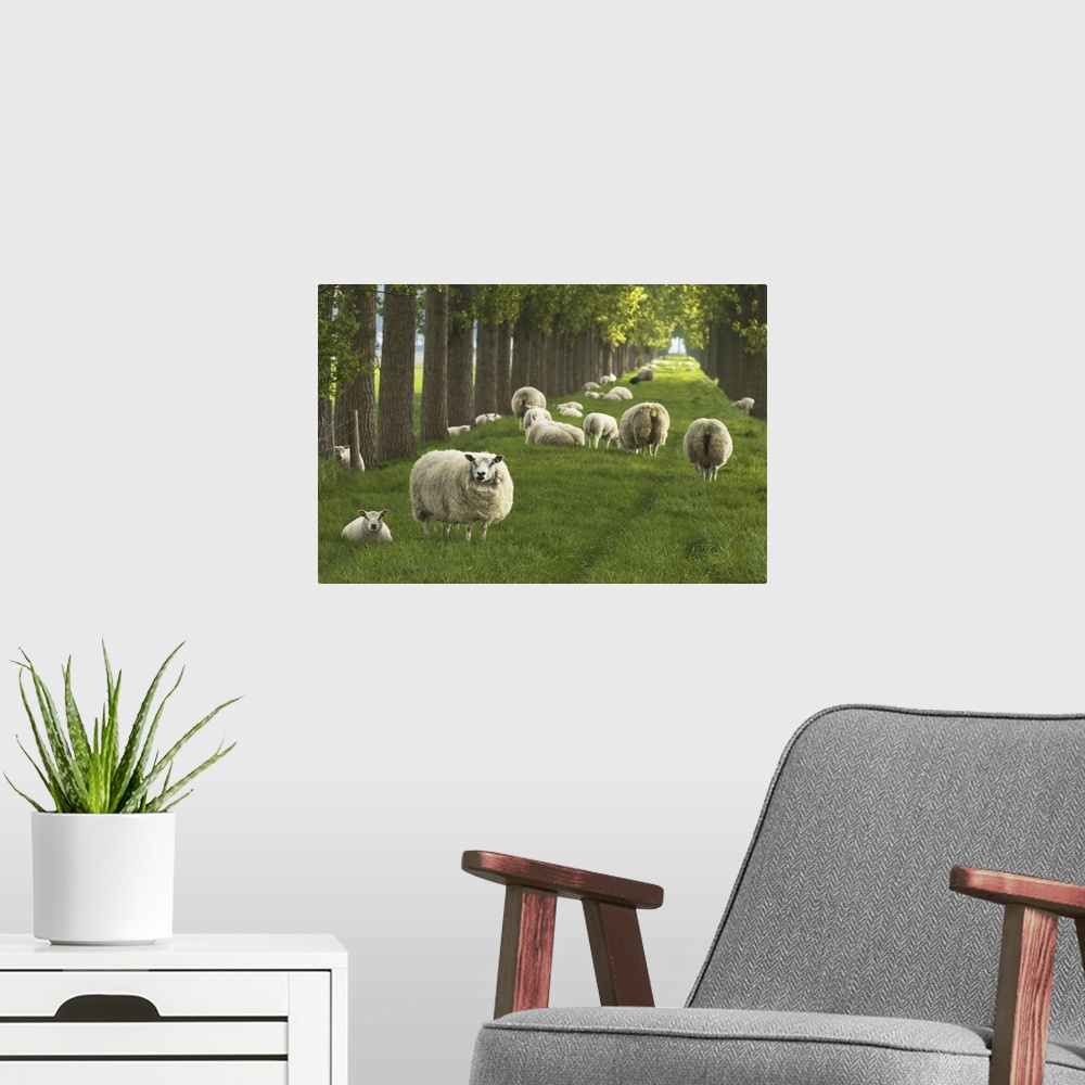 A modern room featuring Flock of Sheep, Wolphaartsdijk, Zeeland, Netherlands