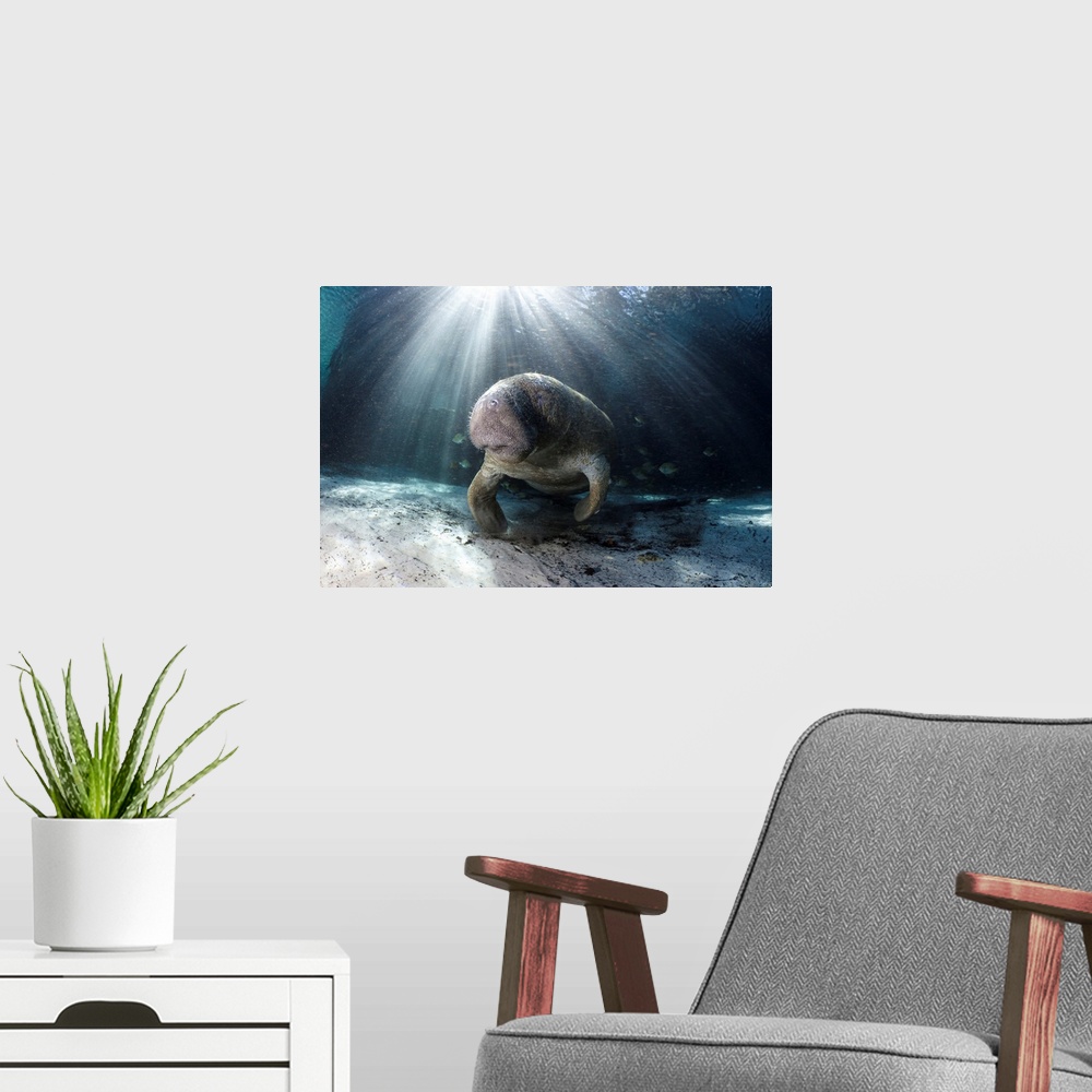 A modern room featuring Florida, Crystal River, Endangered Florida Manatee At Three Sisters Spring