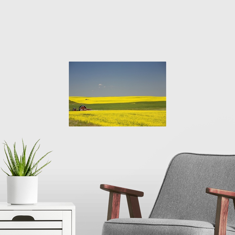A modern room featuring Flowering Canola Fields And A Red Barn; Alberta, Canada