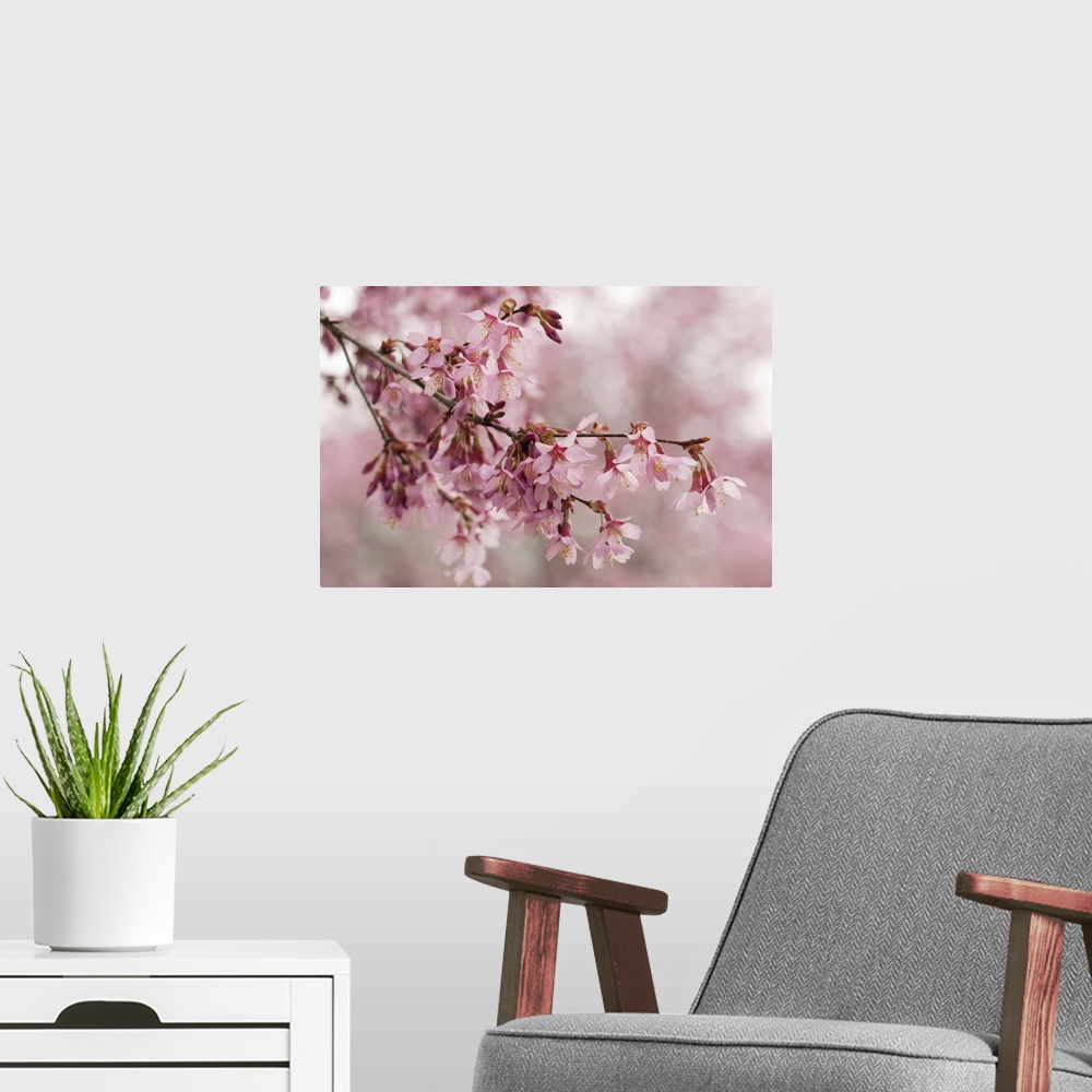 A modern room featuring Flowering crabapple branches, Malus species, in spring. Lexington, Massachusetts.