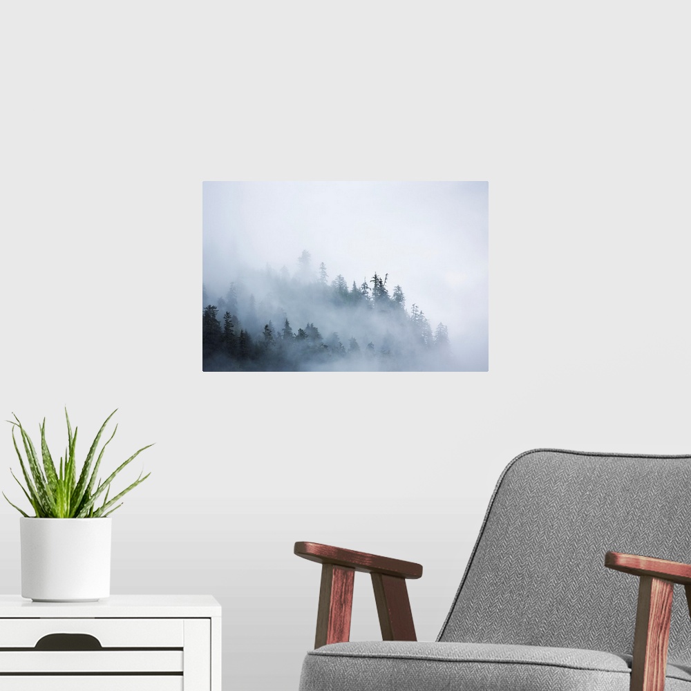 A modern room featuring Fog shrouded trees along the British Columbia coastline near Prince Rupert, Canada