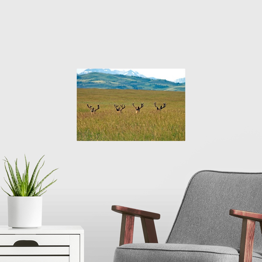 A modern room featuring Four Mule Deer Bucks, Rockies Foothills, Southwestern, Alberta, Canada