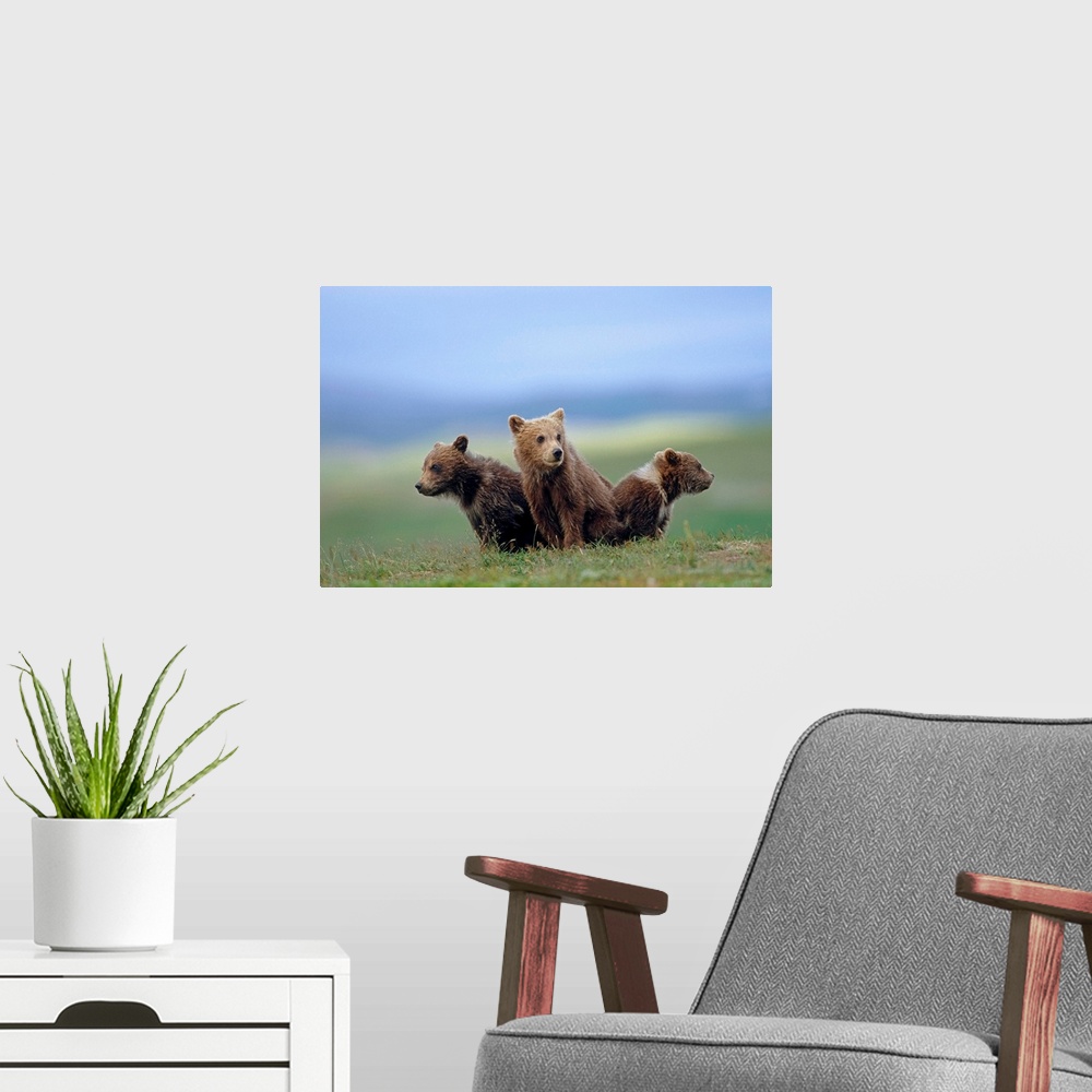 A modern room featuring four young brown bear cubs huddled together on tundra Katmai National Park