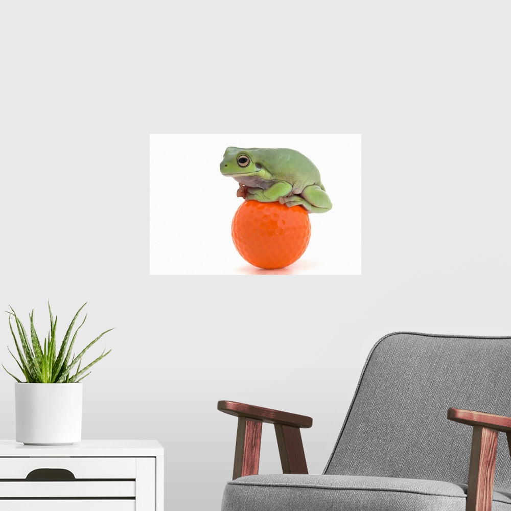 A modern room featuring Frog Sitting On A Golf Ball
