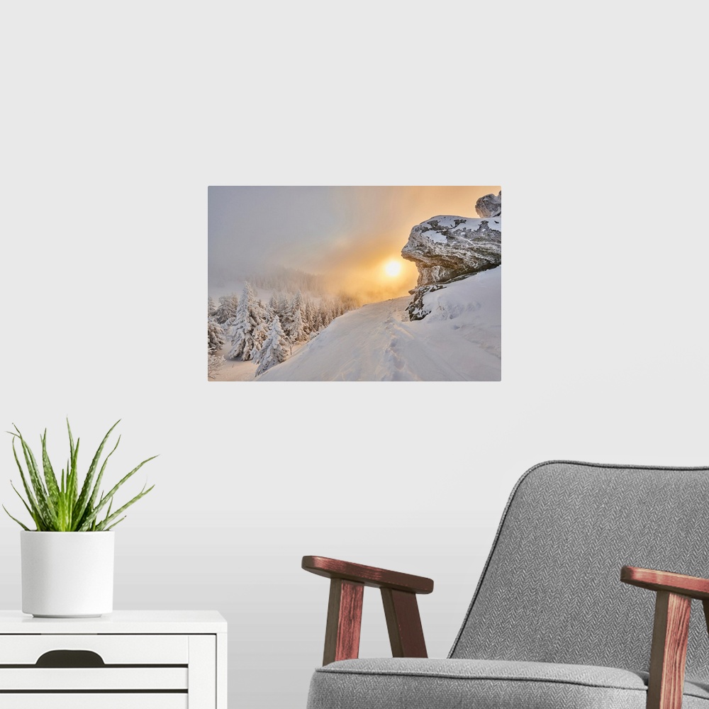 A modern room featuring Frozen Norway spruce or European spruce (Picea abies) tree at sunrise on Mount Arber in the Bavar...