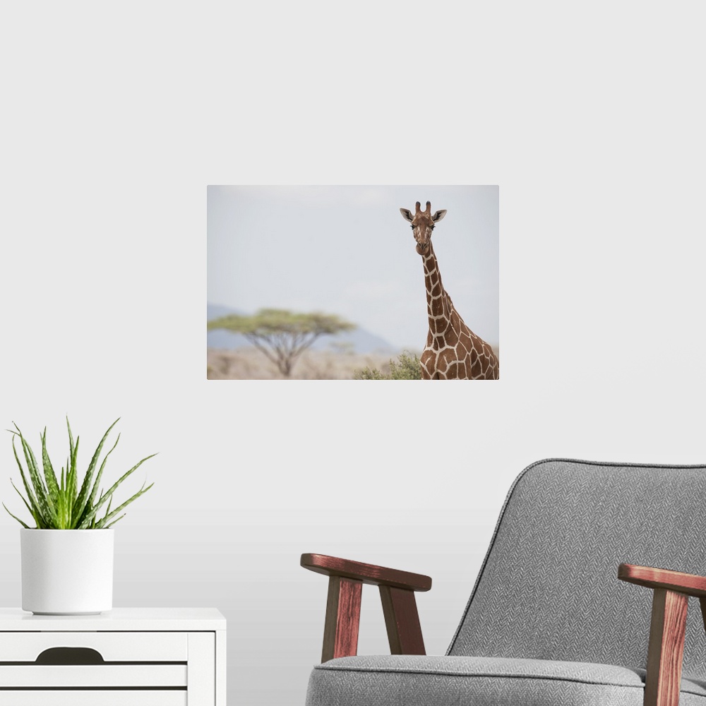 A modern room featuring Giraffe (Giraffa Camelopardalis) In Samburu National Reserve; Kenya, Africa