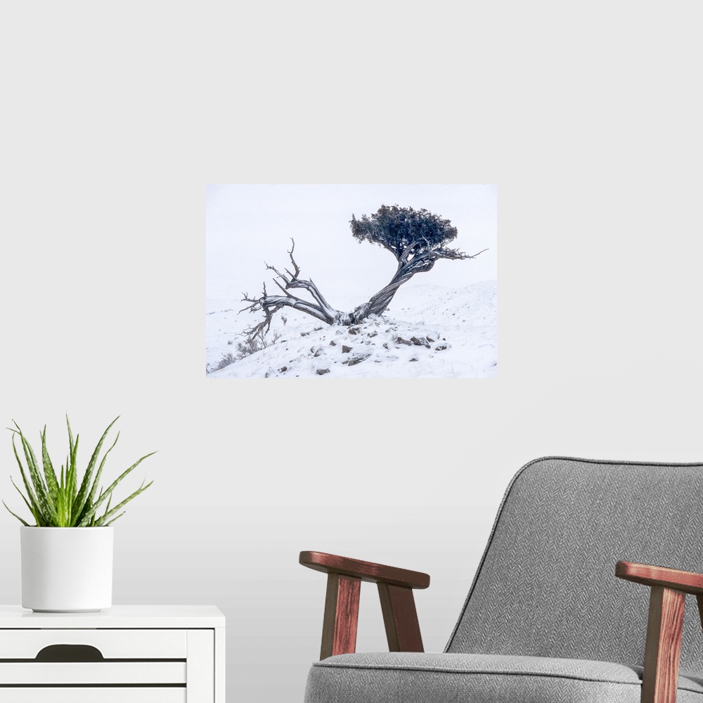 A modern room featuring Unusual occurrence of a gnarly juniper tree (Juniper scopulorum) growing on a snow covered slope ...