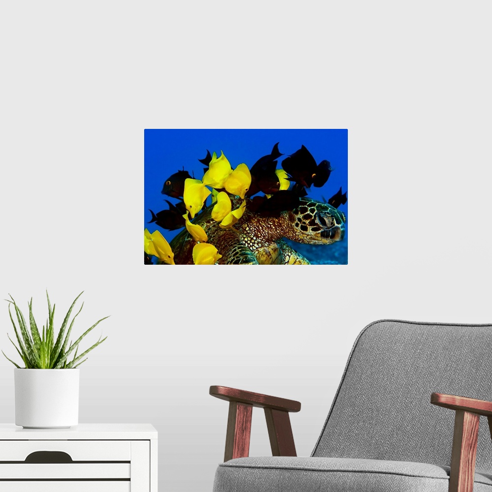 A modern room featuring Goldring Surgeonfish And Yellow Tangs Cleaning Algae From Shell Of A Green Sea Turtle