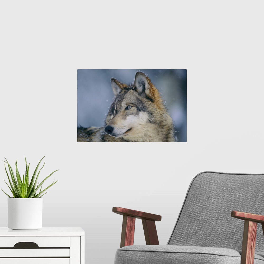 A modern room featuring Close-up portrait of a gray wolf (canis lupus) in a snowfall with snowflakes on its fur. Ely, Min...
