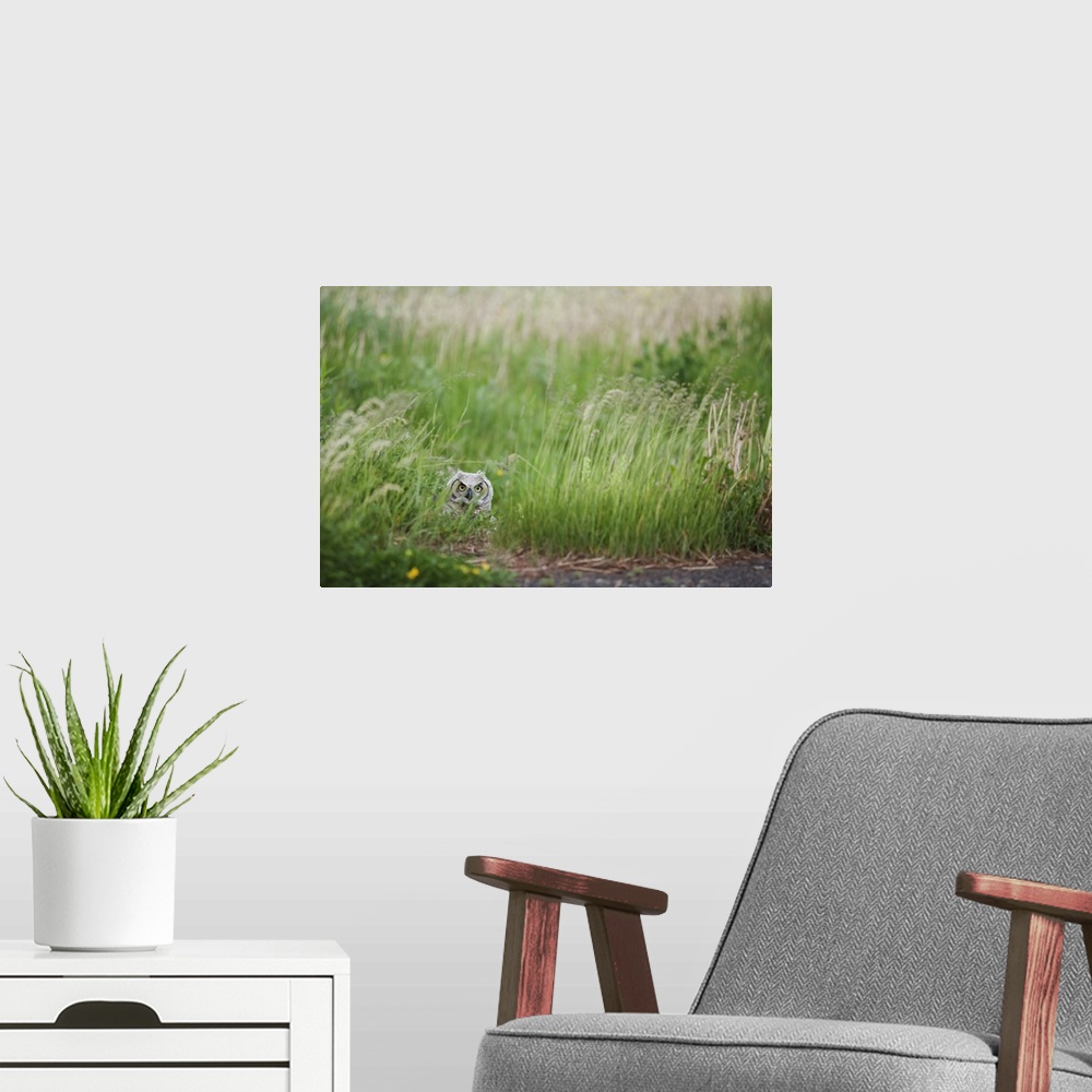A modern room featuring Great Horned Owl In The Grass, Thunder Bay, Ontario, Canada