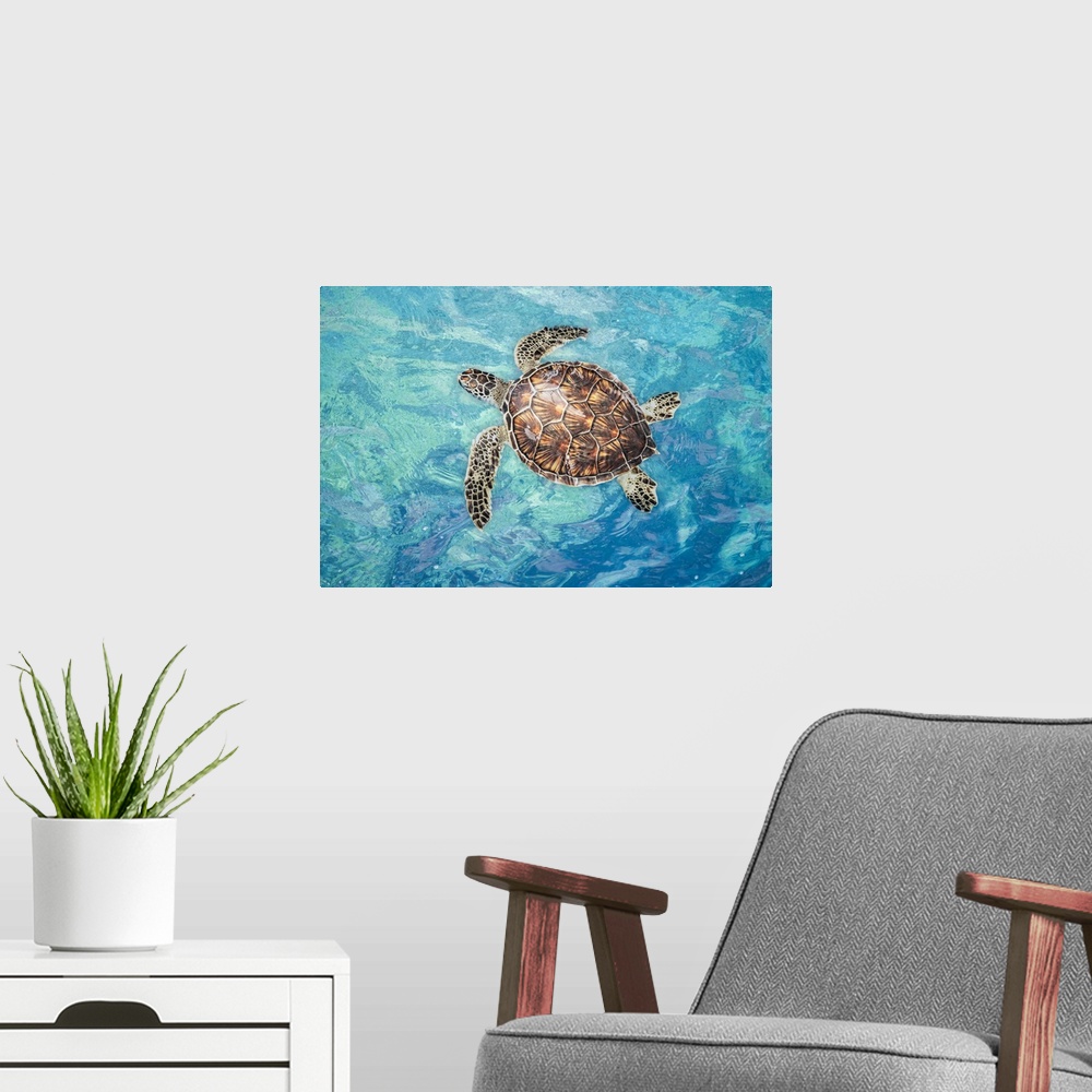 A modern room featuring Green sea turtle (chelonia mydas), an endangered species, on the surface for a breath off west Ma...
