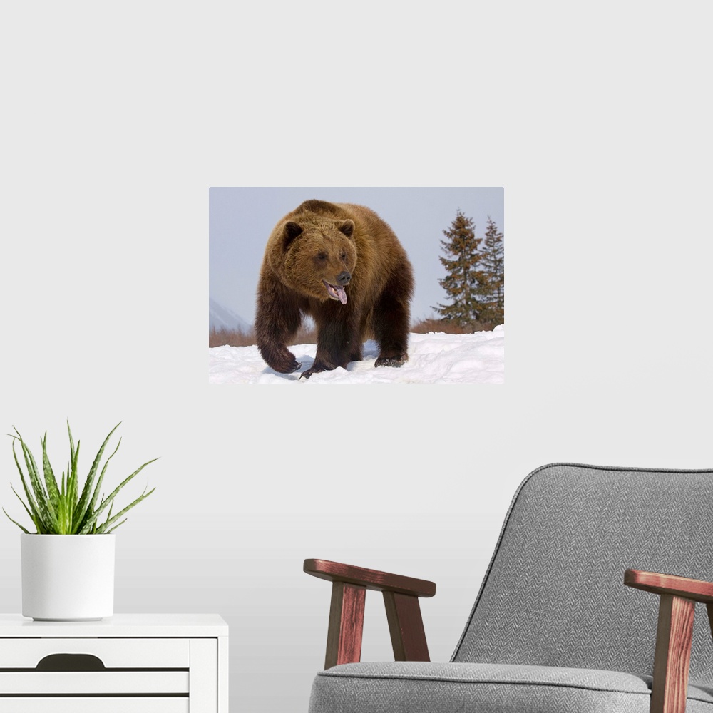 A modern room featuring Grizzly Bear At The Alaska Wildlife Conservation Center, Southcentral Alaska