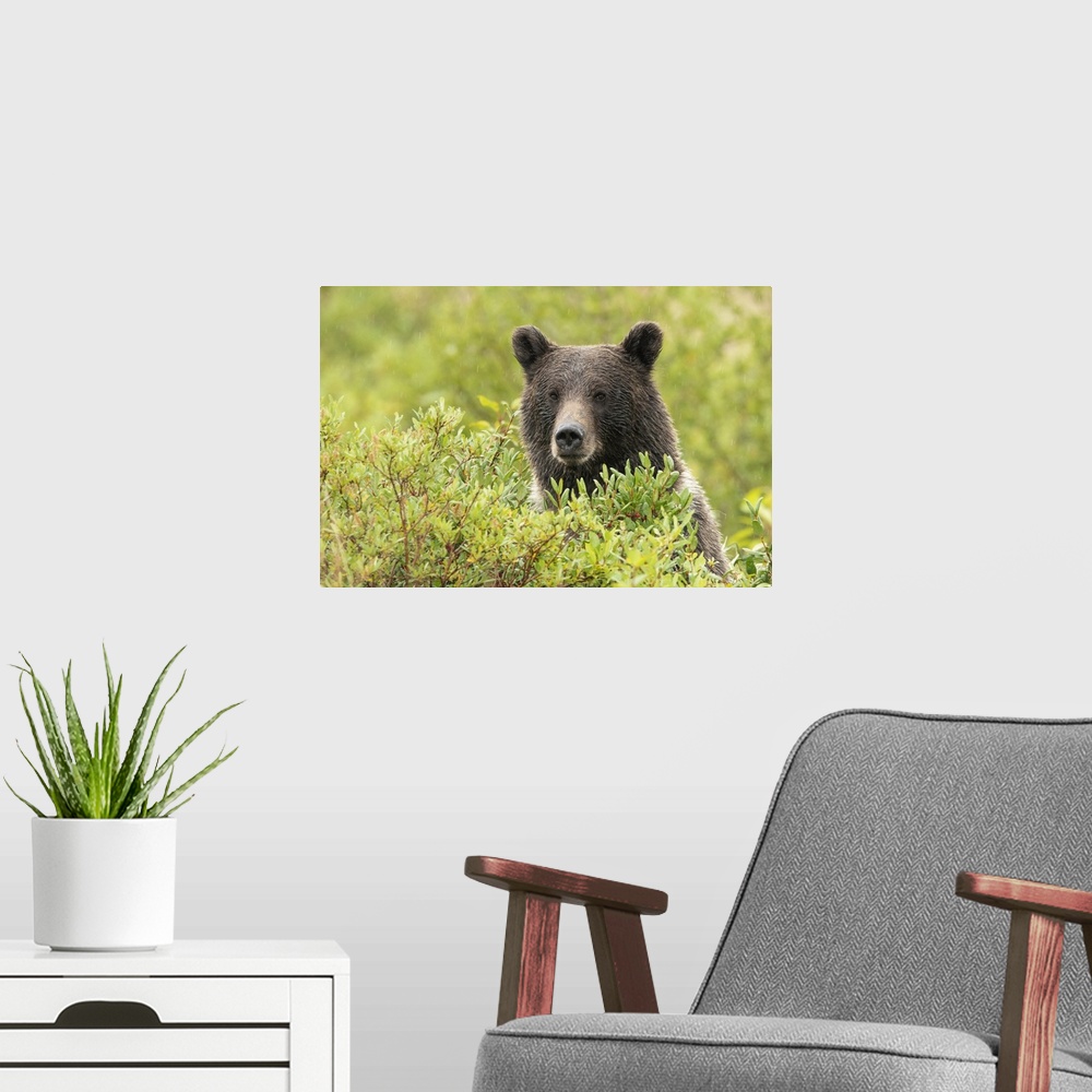 A modern room featuring Grizzly bear (ursus arctos horribilis) looking out from behind foliage along the roadside, Dawson...