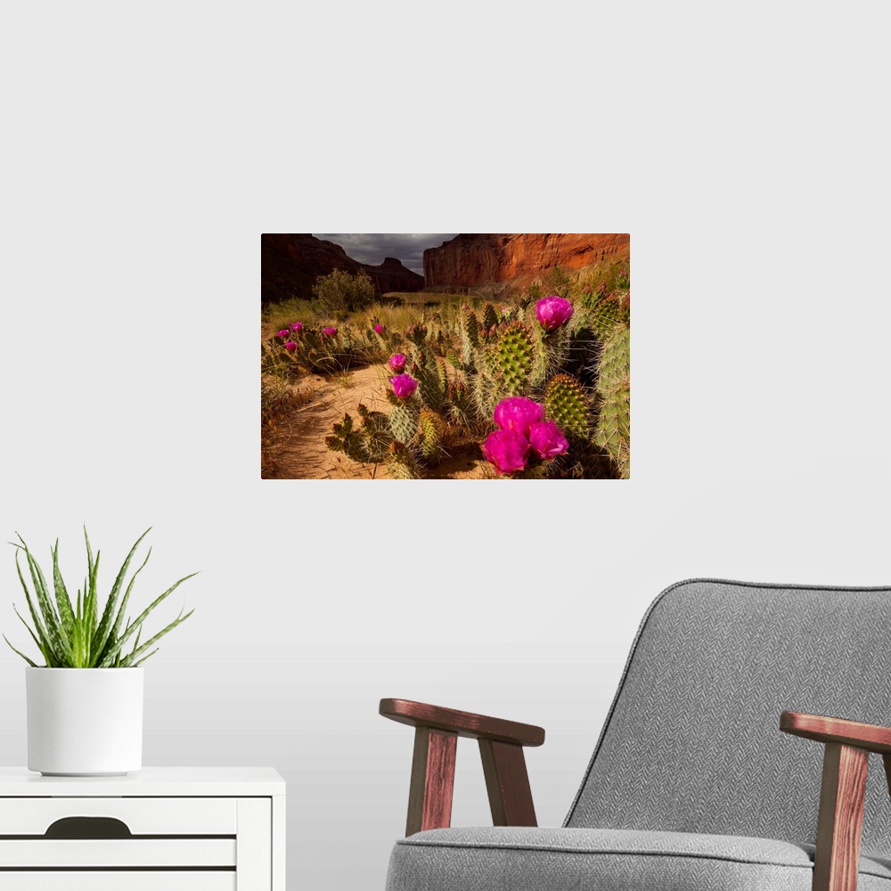 A modern room featuring Grizzly bear prickly pear cactus, Opuntia erinacea.