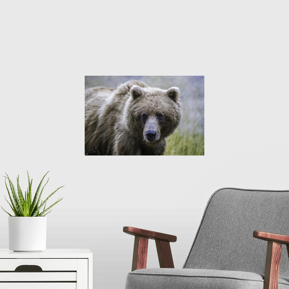 A modern room featuring Grizzly bear (ursus arctos horribilis), Taku River, Atlin, British Columbia, Canada.