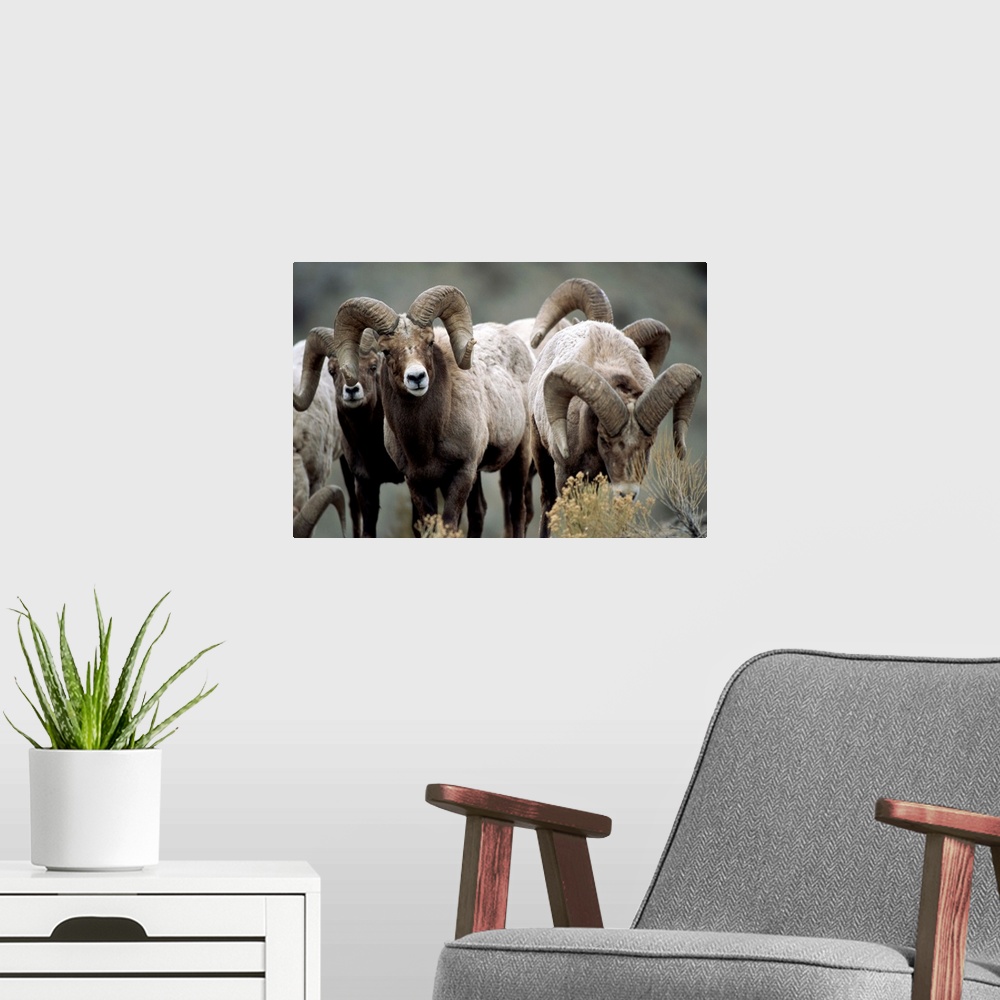 A modern room featuring Group of bighorn sheep rams in Yellowstone National Park, Montana, United States of America