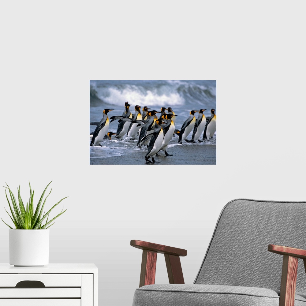 A modern room featuring Group of king penguins walking in surf on beach, South Georgia island, Antarctic, summer.