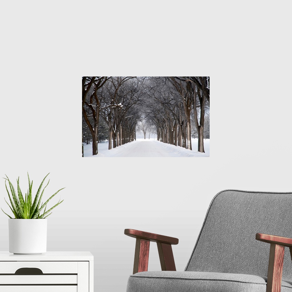 A modern room featuring Grove Of Trees In Winter Fog, Assiniboine Park, Winnipeg, Manitoba, Canada