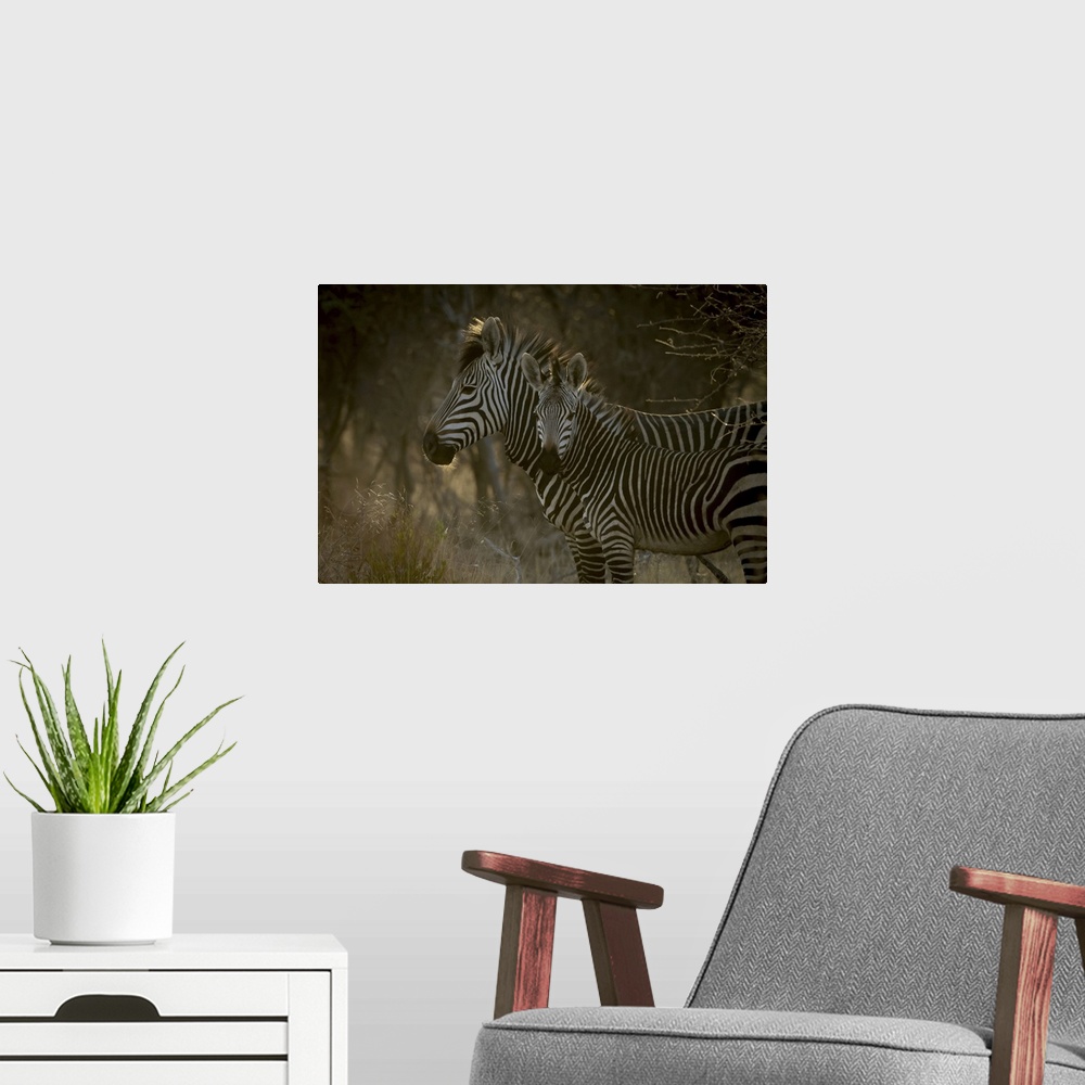 A modern room featuring Close-up of Hartmann mountain zebra with foal
