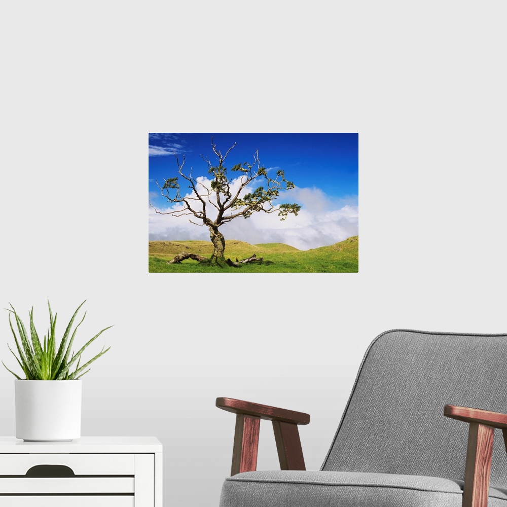 A modern room featuring Hawaii, Big Island, Koa Tree, Green Rolling Hills With Cloudy Sky