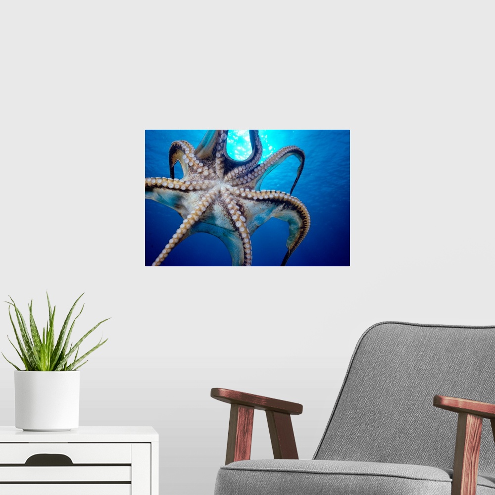 A modern room featuring Hawaii, Day Octopus (Octopus Cyanea) In Midwater, Underside