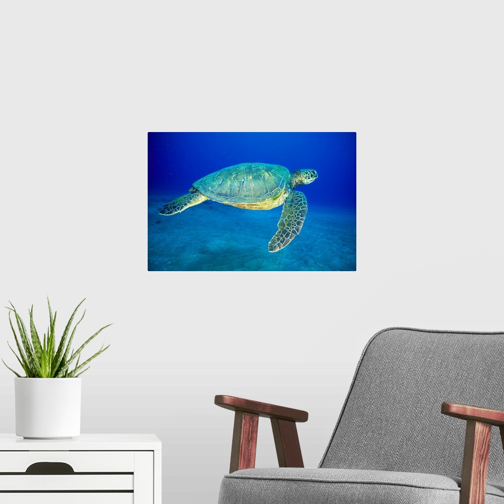A modern room featuring Hawaii, Green Sea Turtle (Chelonia Mydas)