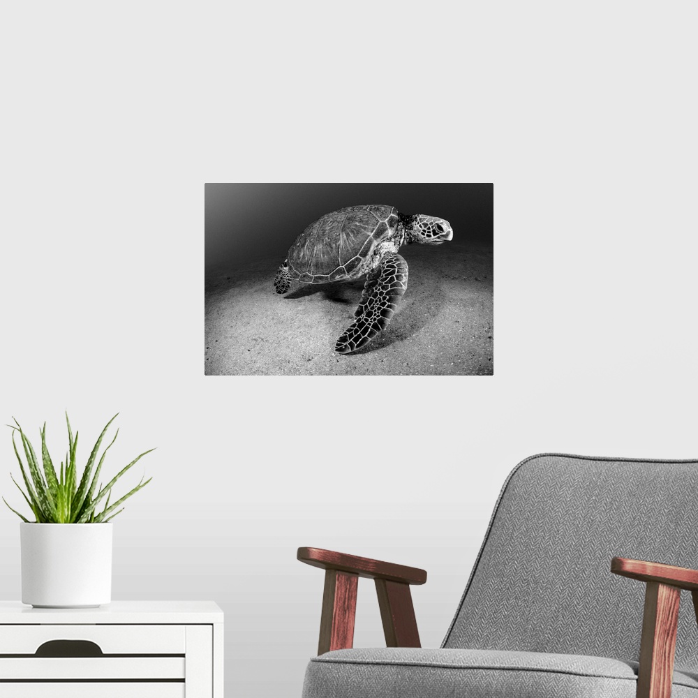 A modern room featuring Hawaii, Green Sea Turtle (Chelonia Mydas) Near Sandy Ocean Bottom