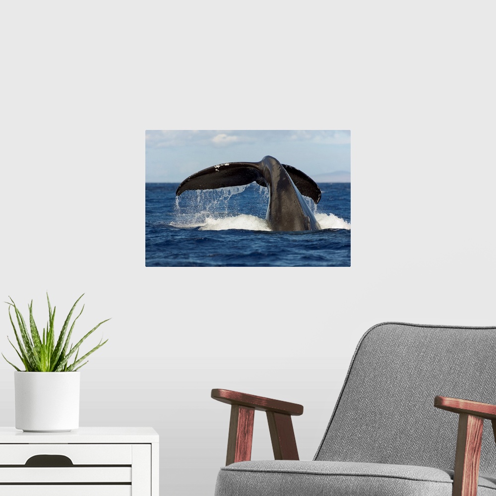 A modern room featuring Hawaii, Lanai, Tail Of A Humpback Whale (Megaptera Novaeangliae)