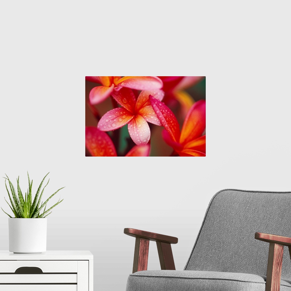 A modern room featuring Landscape, close up photograph of several vibrant plumeria flowers covered in small droplets of w...