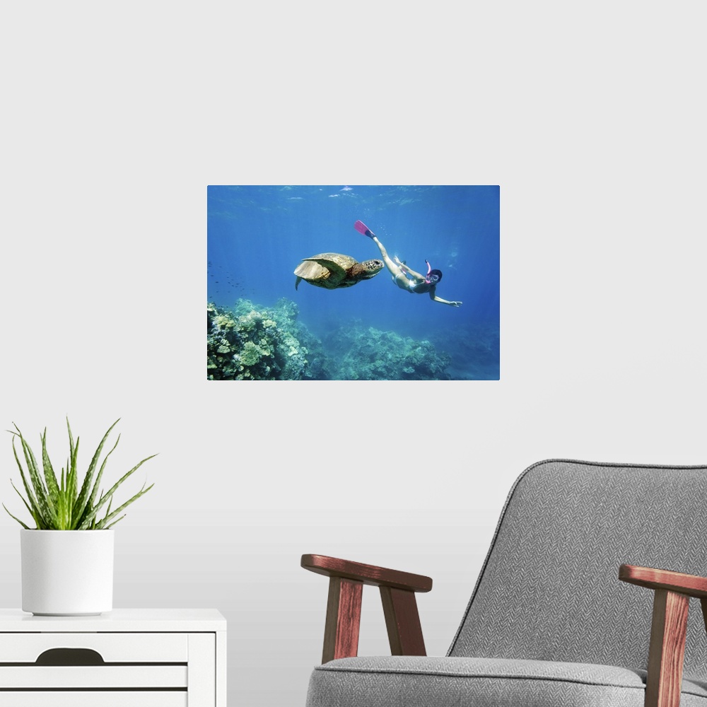 A modern room featuring Hawaii, Maui, Green Sea Turtle (Chelonia Mydas) Honu And Free Diver