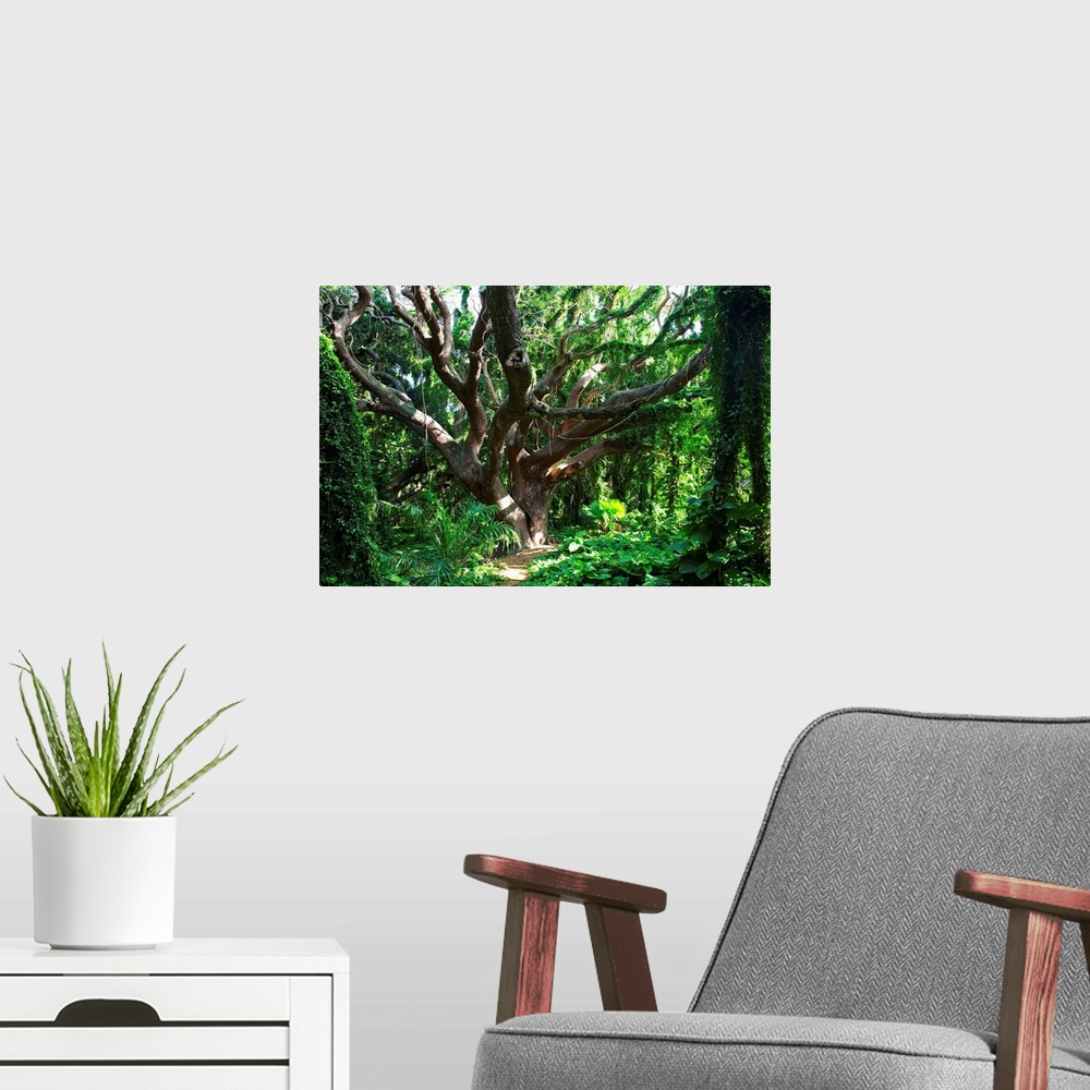 A modern room featuring Hawaii, Maui, Honolua, A Tree Surrounded By Lush Green Vines