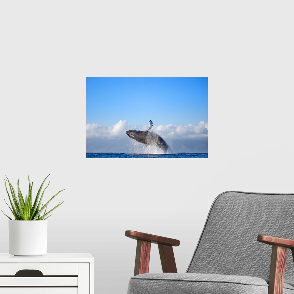 A modern room featuring Hawaii, Maui, Humpback Whale Breaching With Island In The Background