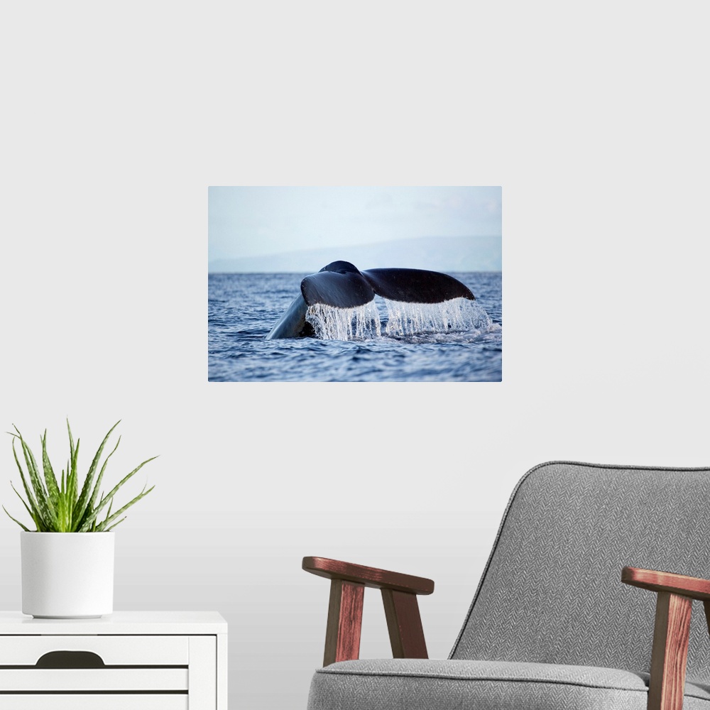 A modern room featuring Hawaii, Maui, Humpback Whale Fluking Its Tail