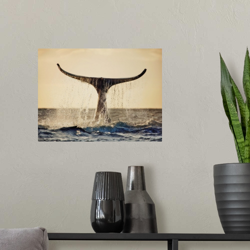 A modern room featuring Hawaii, Maui, Humpback Whale Fluking Its Tail In Golden Sunset