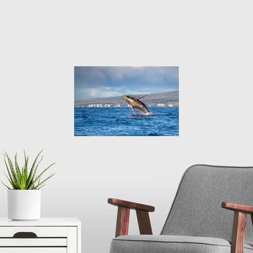 A modern room featuring Hawaii, Maui, Kaanapali, Humpback Whale Breaching With Island In The Background