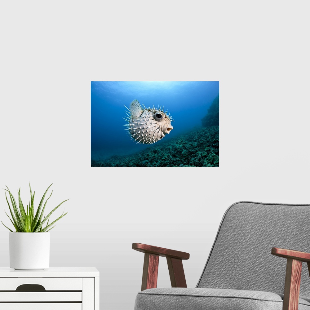 A modern room featuring Hawaii, Maui, Spotted Porcupinefish (Diodon hystrix) swims along the ocean floor