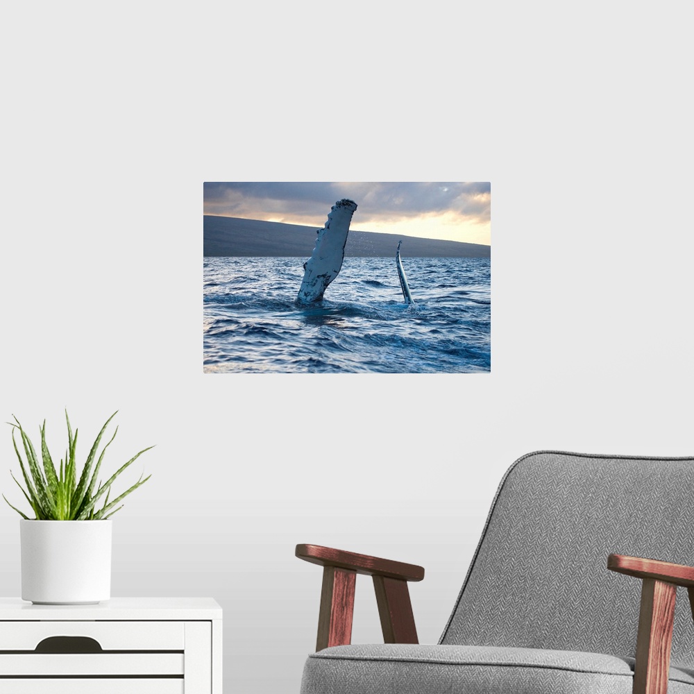A modern room featuring Hawaii, Maui, The Pectoral Fin Of A Humpback Whale