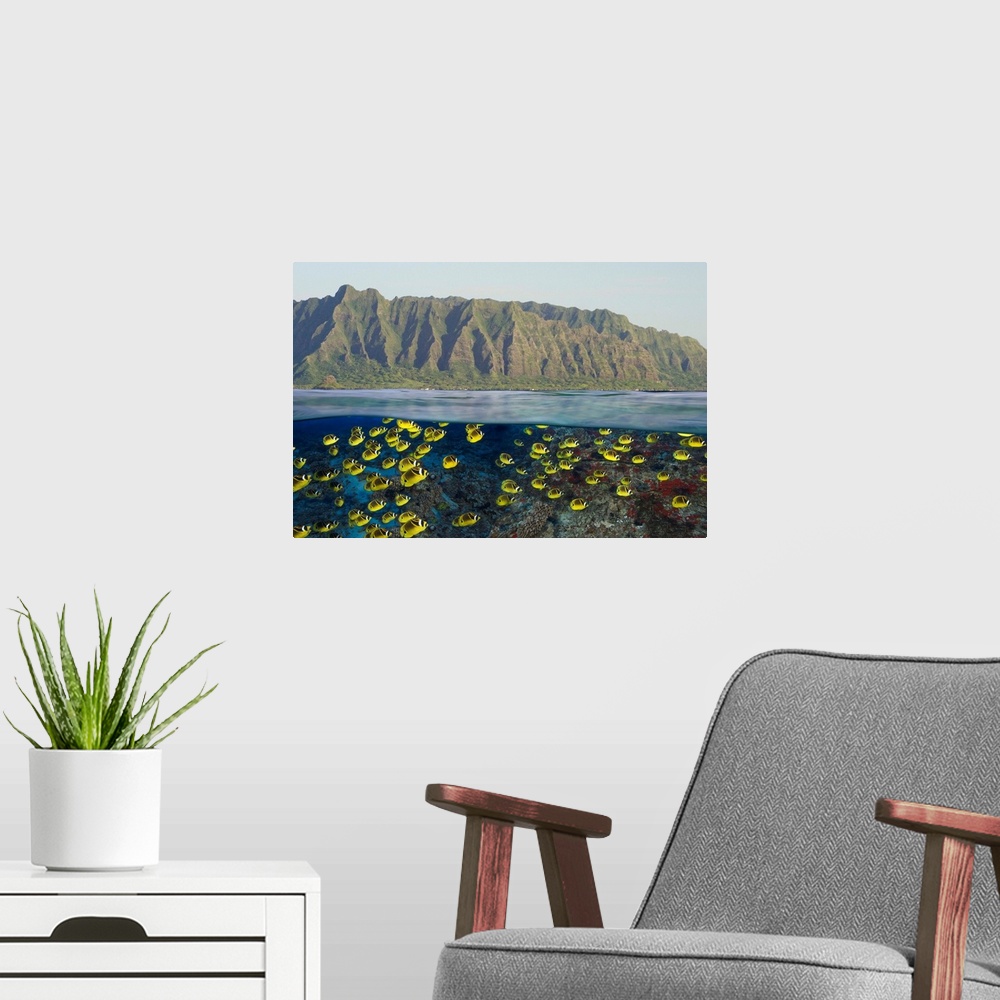 A modern room featuring Hawaii, Oahu, A School Of Racoon Butterflyfish Along Reef And Mountain Range